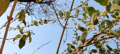 Cocculus hirsutus