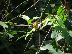 Heliconius numata