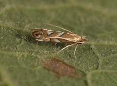 Phyllonorycter maestingella
