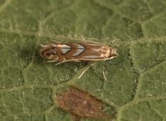 Phyllonorycter maestingella