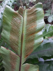 Asplenium australasicum