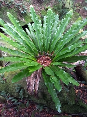 Asplenium australasicum