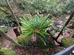 Asplenium australasicum