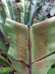 Asplenium australasicum