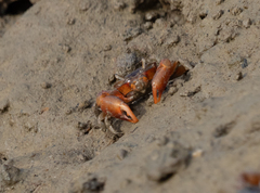 Metaplax elegans