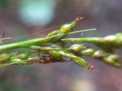 Carex longebrachiata
