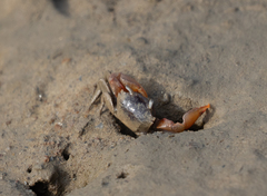 Metaplax elegans