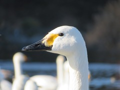 Cygnus columbianus bewickii