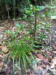 Carex longebrachiata