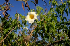 Amphilophium carolinae