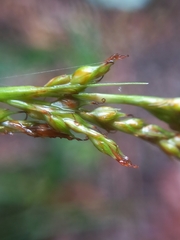Carex longebrachiata