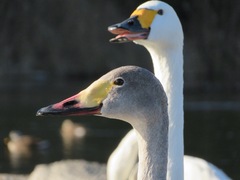 Cygnus columbianus bewickii