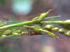 Carex longebrachiata