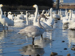 Cygnus columbianus bewickii