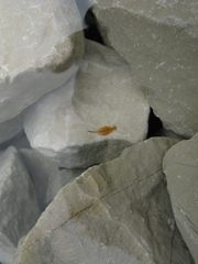 Chirocephalus marchesonii