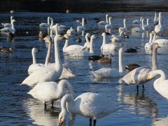 Cygnus columbianus bewickii