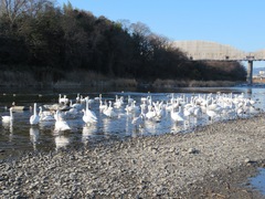 Cygnus columbianus bewickii