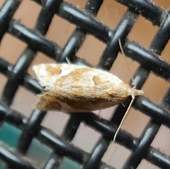 Euphona euphona