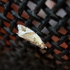 Euphona euphona