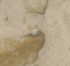 Bufotes viridis viridis