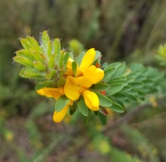 Pultenaea tuberculata