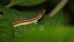Takydromus sexlineatus