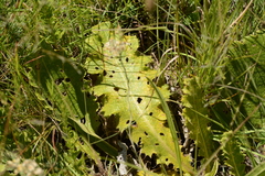 Berkheya radula