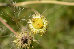 Berkheya radula