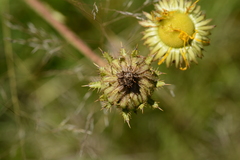 Berkheya radula