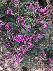 Indigofera australis