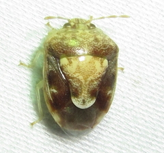 Menida