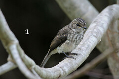 Muscicapa adusta adusta