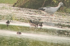 Sibirionetta formosa