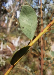 Acacia buxifolia