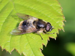 Cheilosia illustrata