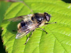 Cheilosia illustrata