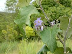 Solanum paniculatum