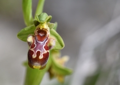 Ophrys umbilicata flavomarginata