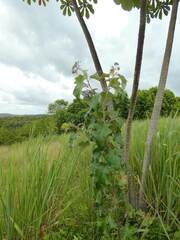 Solanum paniculatum