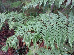 Calochlaena