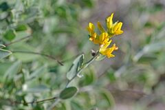 Anthyllis cytisoides