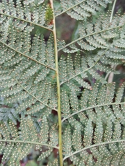 Calochlaena