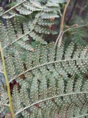 Calochlaena