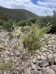 Melaleuca paludicola