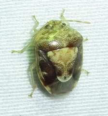 Menida
