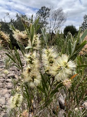 Melaleuca paludicola