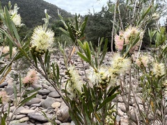 Melaleuca paludicola