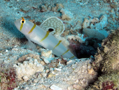 Amblyeleotris randalli