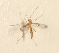 Macrocera phalerata