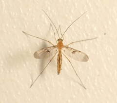 Macrocera phalerata